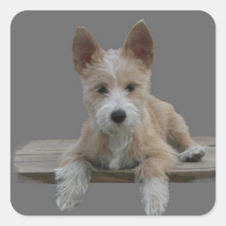 Sticker Carré Pequeno portugais fil Podengo