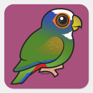 Sticker Carré Perroquet à couronne blanche
