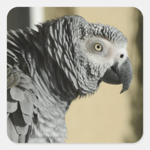 Sticker Carré Perroquet de gris africain du Congo avec les