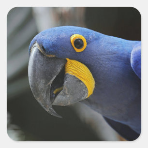 Sticker Carré Perroquet Macaw Bleu Et Jaune