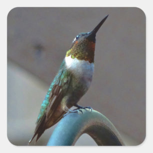 Sticker Carré Petit colibri vert rubis