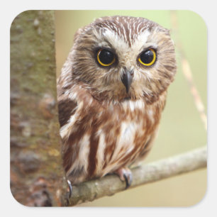Sticker Carré Petit hibou de bébé   Ontarios