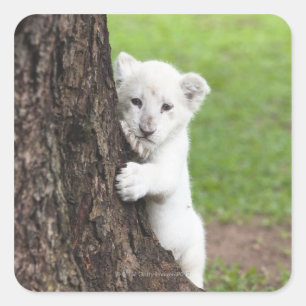 Sticker Carré Petit lion blanc caché derrière un arbre.