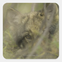 Petit loup gris (Canis lupus) seul, caché dans