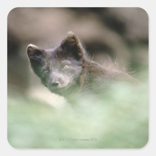 Sticker Carré Petit loup noir