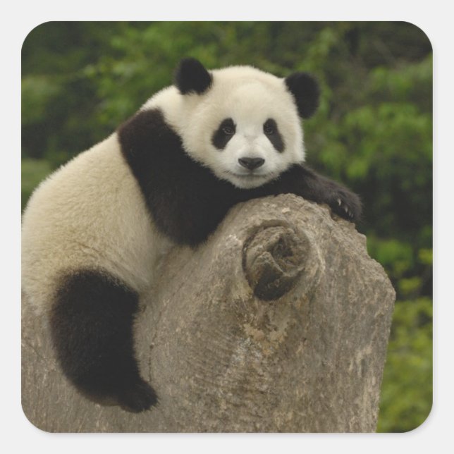 Sticker Carré Petit panda géant (Devant)