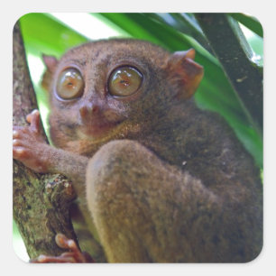 Sticker Carré Petit tarsier philippin