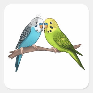 Sticker Carré Petites Budgies