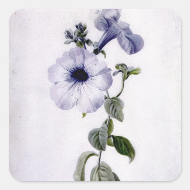 Sticker Carré Petunia (Devant)