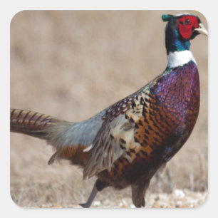 Sticker Carré Pheasant à crayon