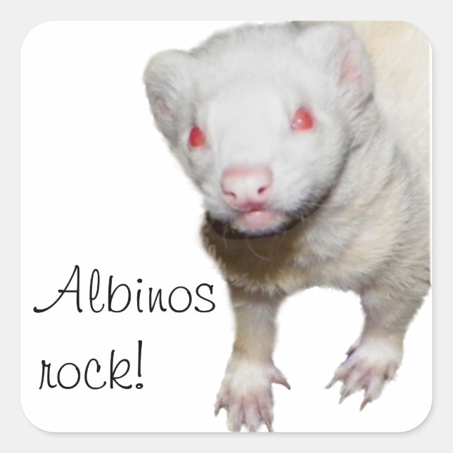 Sticker Carré Photo Albino Ferret (Devant)