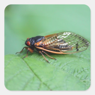 Sticker Carré Photo Cicada