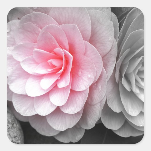 Sticker Carré Photo de Camellias rose (Devant)
