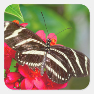 Sticker Carré Photo de la nature du papillon Zèbre