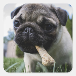 Sticker Carré Photo et nom personnalisé du chien de Carlin