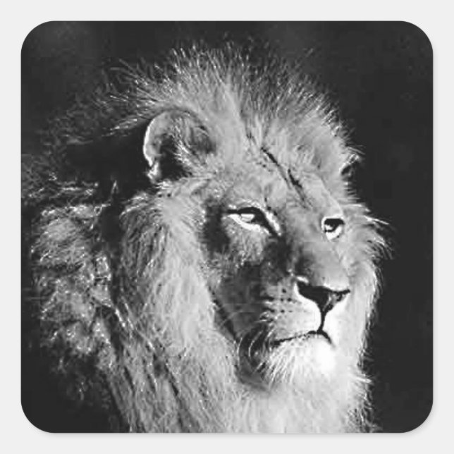 Sticker Carré Photo Lion noir et blanc Motivatonal Wild Animal (Devant)