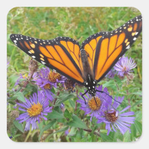 Sticker Carré Photo Papillon sur Cornflowers