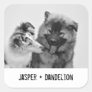 Sticker Carré Photo simple, moderne personnalisée pour animaux d