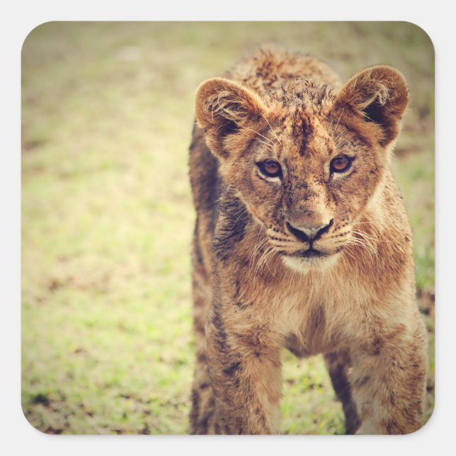 Sticker Carré Photo Young Lion Cub (Devant)