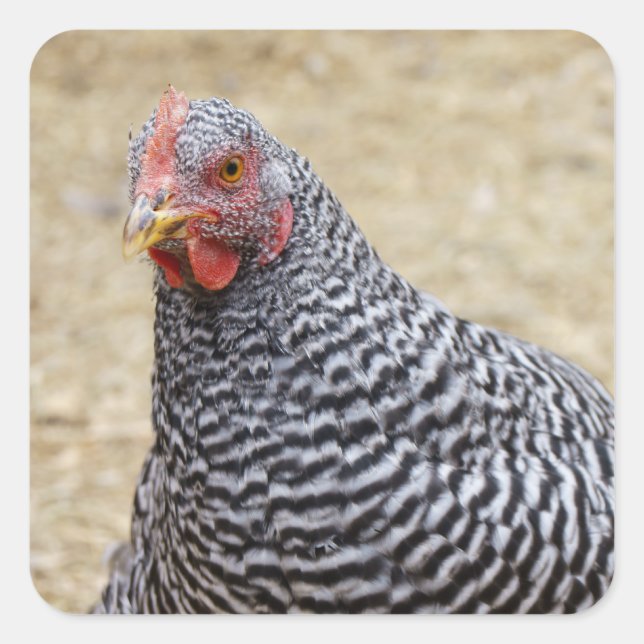 Sticker Carré Photographe de Plymouth Barred Rock (Devant)