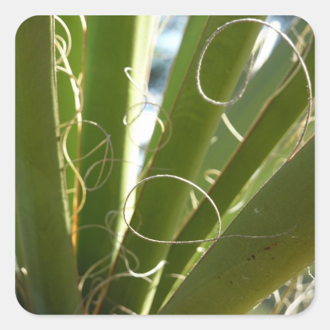 Sticker Carré Photographie de la nature verte Feuille du Yucca (Devant)