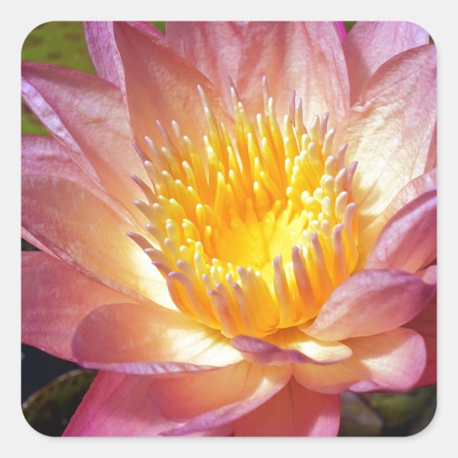 Sticker Carré Photos Pink Water Lily (Devant)