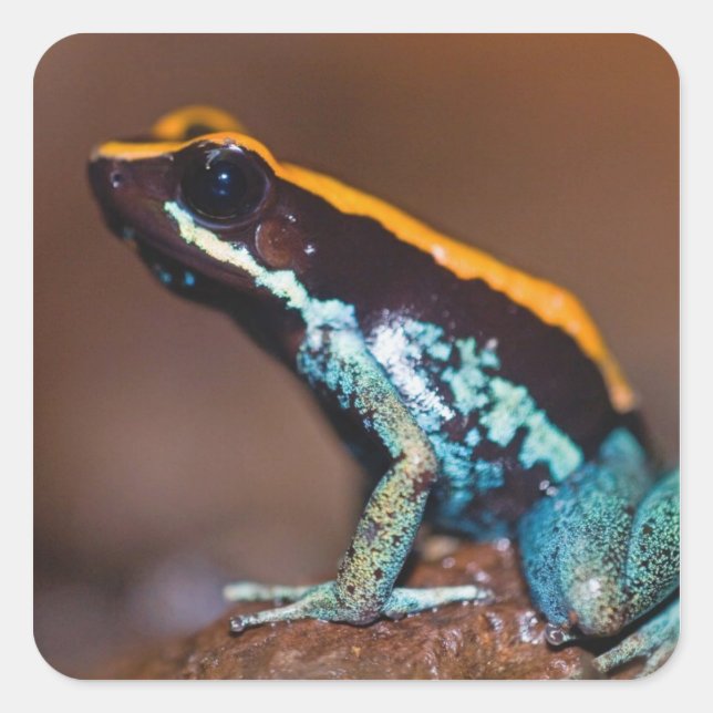 Sticker Carré Phyllobates vittatus, une grenouille à flèches poi (Devant)