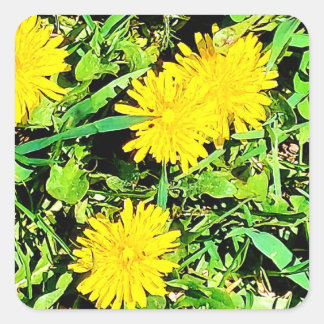 Sticker Carré Pic De Dandelions De Montagne Du Printemps Ottawa