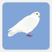 Pigeon blanc (colombe)