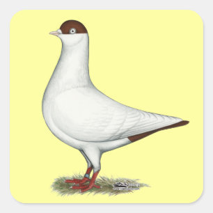 Sticker Carré Pigeon casque néerlandais