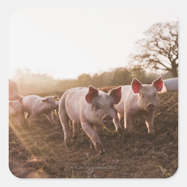 Sticker Carré Piglets à Barnyard (Devant)