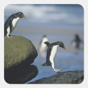 Sticker Carré Pingouins de Rockhopper, Eudyptes chrysocome),