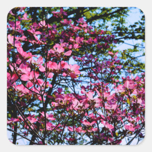Sticker Carré Pink flowering Dogwood tree