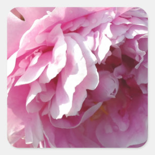 Sticker Carré Pink Peony photo cottage ferme jardin fleuri