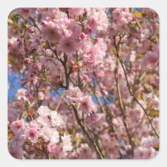 Sticker Carré Pink Spring Cherry Blossom (Devant)