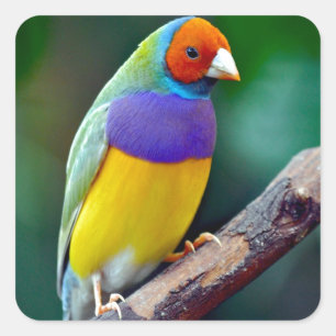 Sticker Carré Pinson gouldian coloré