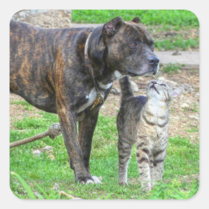Sticker Carré Pit Bull et Cat