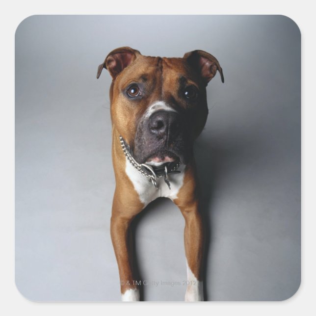 Sticker Carré Pit Bull Terrier En Bas (Devant)