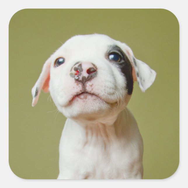Sticker Carré Pit Bull With Black Spotted Eye (Devant)