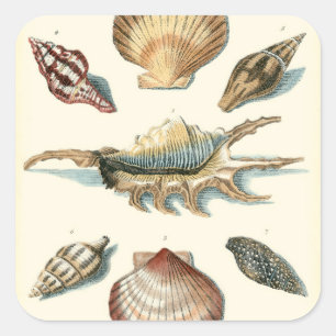 Sticker Carré Plage de Shell soignée