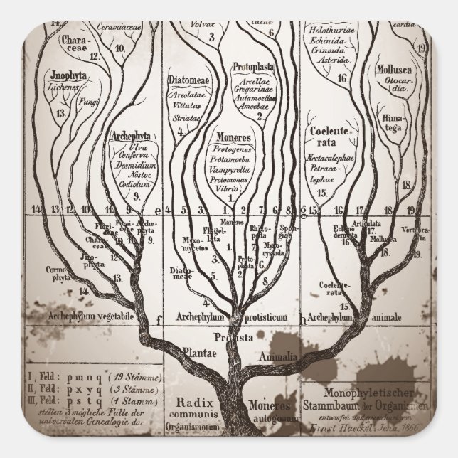 Sticker Carré Plantae Protista Animalia (Devant)