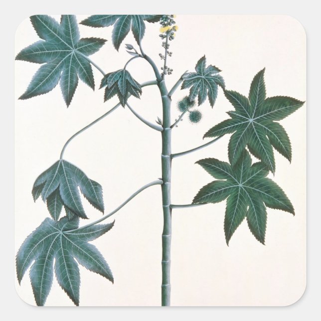 Sticker Carré Plante à huile de ricin, ch.1801-4 (Devant)