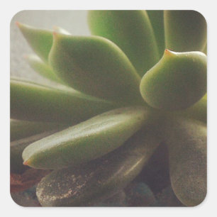 Sticker Carré Plante Hen et Chicks