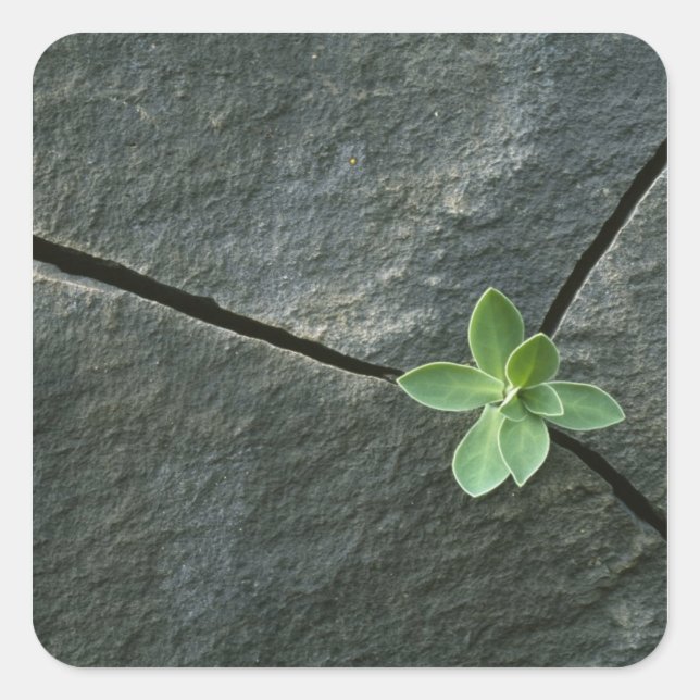 Sticker Carré Plante qui cultive dans une sangle fissurée (Devant)