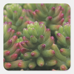 Sticker Carré plante Sedum, Musée du désert d'Arizona-Sonora,