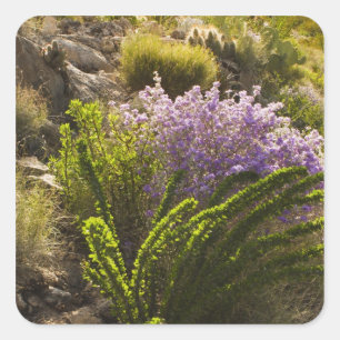Sticker Carré plantes du désert de Chihuahuan en fleurs