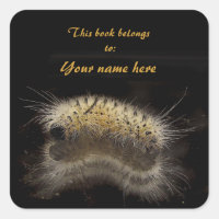 Plaque d'emballage Hickory Tussock Caterpillar