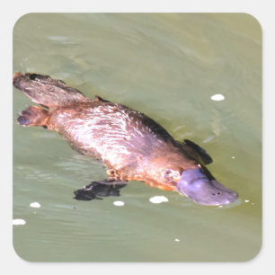 STICKER CARRÉ PLATYPUS DANS L'EAU EUNGELLA AUSTRALIE