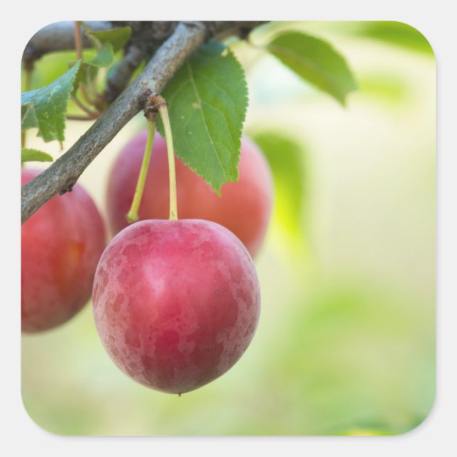 Sticker Carré Plum cerise sur branche (Devant)