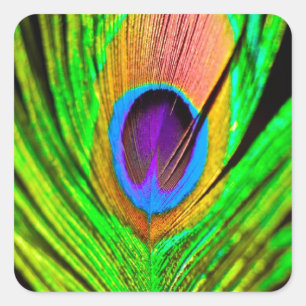 Sticker Carré Plume de paon aux couleurs néon